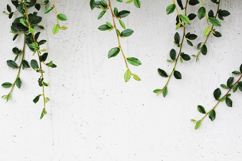 Climbing Plants