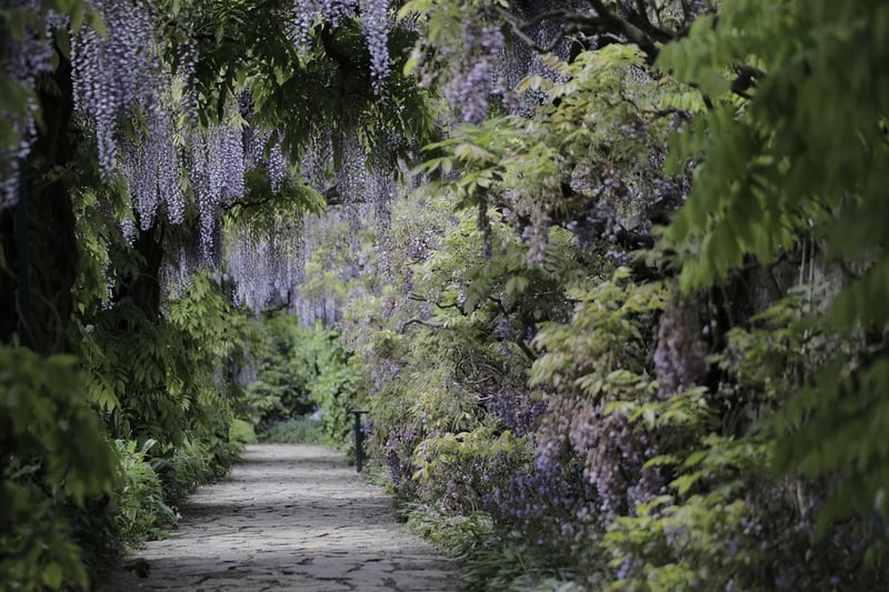 Wisteria